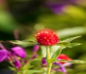 2020 09 13 LongFellowGardens 002